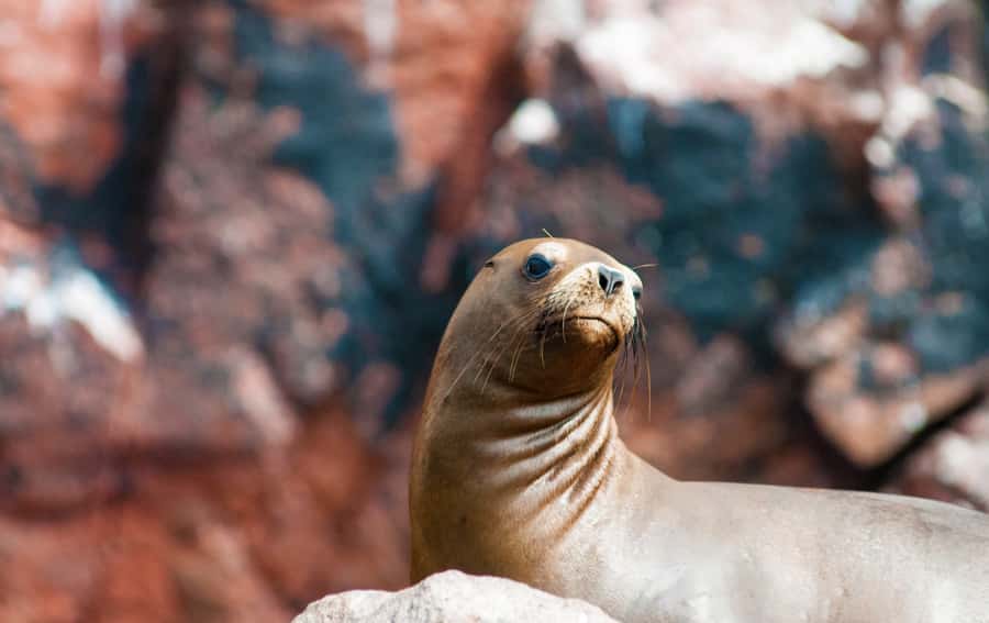 Ballestas Islands and Huacachina Oasis Half-Day Tour - A quick look at Ica’s historic center