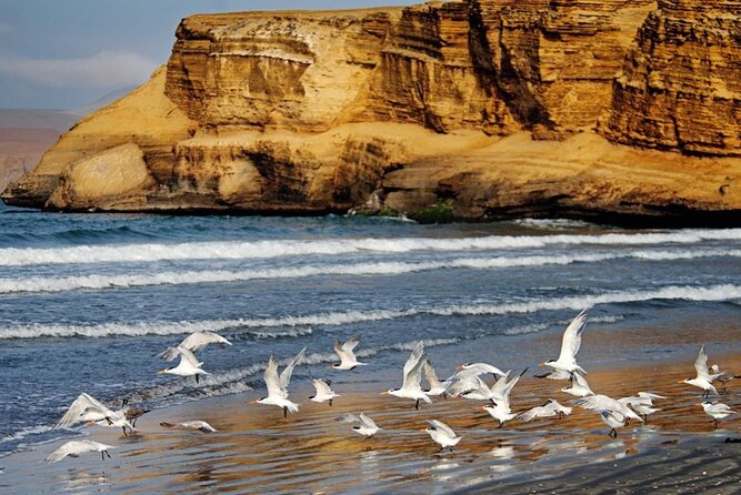 Ballestas Islands & National Reserve of Paracas from Ica - Lagunillas Beach, swimming, and lunch