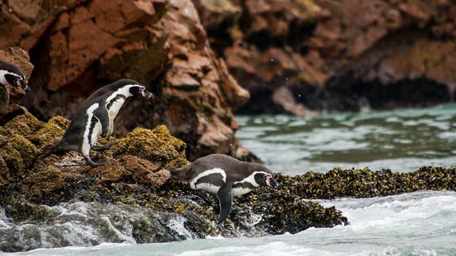 Ballestas Islands & Paracas National Reserve from Paracas - Why this Paracas day trip works so well