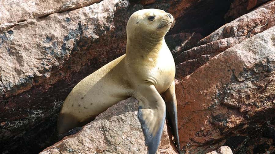 Ballestas Islands & Paracas National Reserve from Paracas - 10:30 am, free time on El Chaco Boulevard