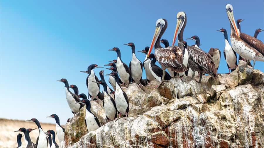 Ballestas Islands & Paracas National Reserve from Paracas - Playa Roja and the reserve’s boldest colors