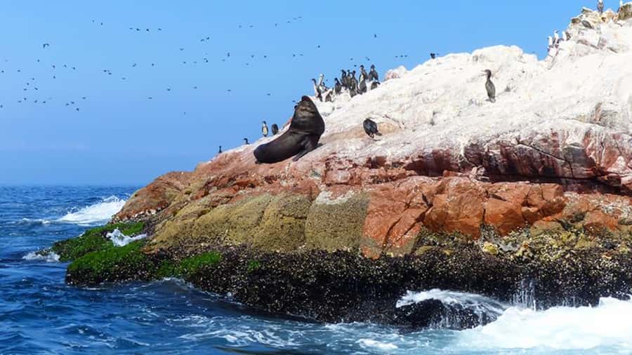 Ballestas Islands & Paracas National Reserve from Paracas - What the $34 price really includes