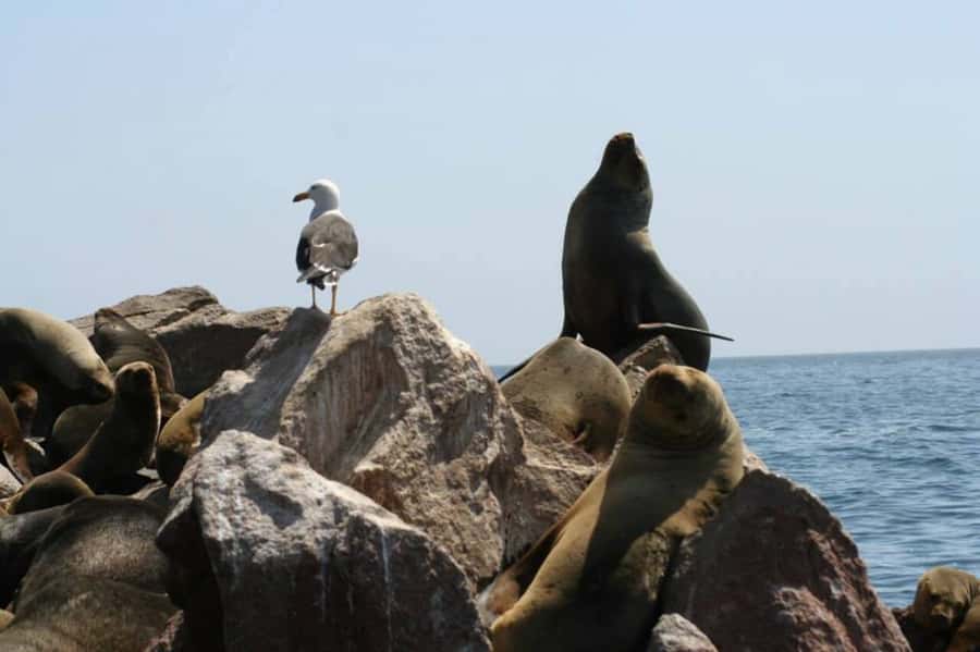 Ballestas Islands: Peru’s Natural Paradise boat tour - Why the Ballestas Islands are worth your morning