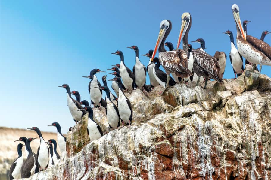 Ballestas Islands: Peru’s Natural Paradise boat tour - San Martin Port and the first coastal views