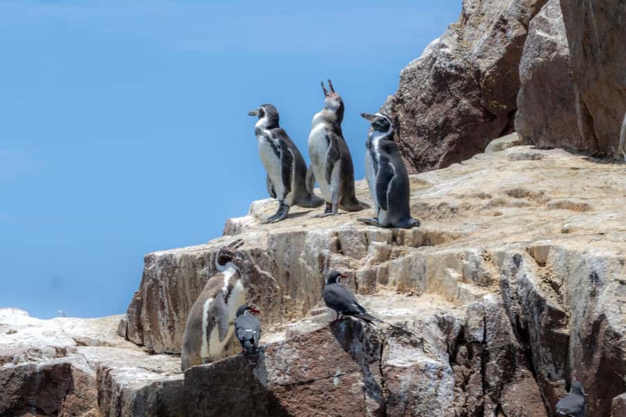 Ballestas Islands: Peru’s Natural Paradise boat tour - The guide and language question