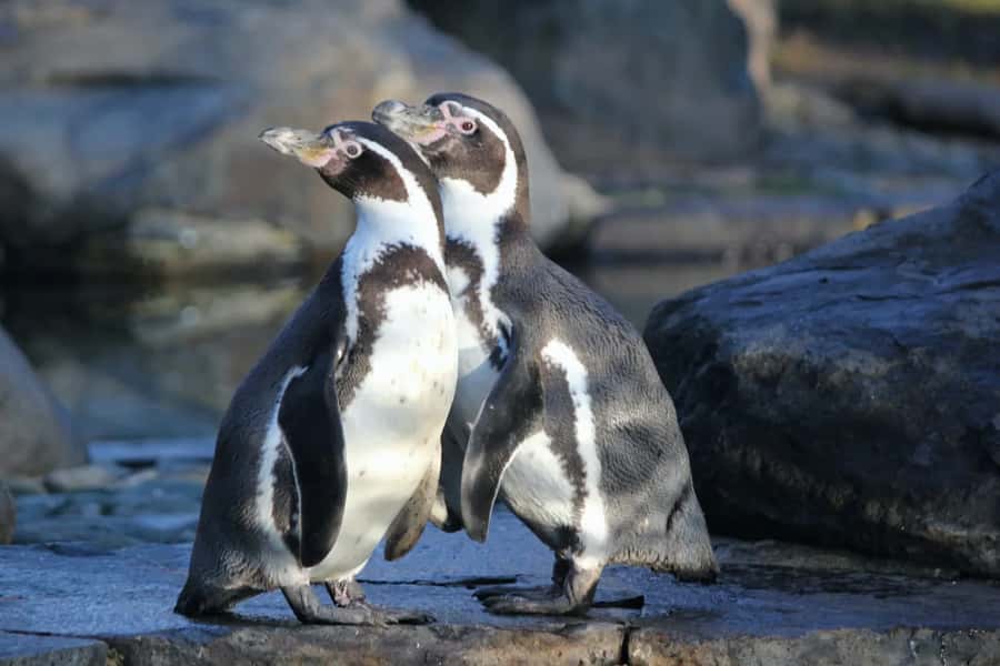 Ballestas Islands: Peru’s Natural Paradise boat tour - Starting in Paracas with an easy pickup
