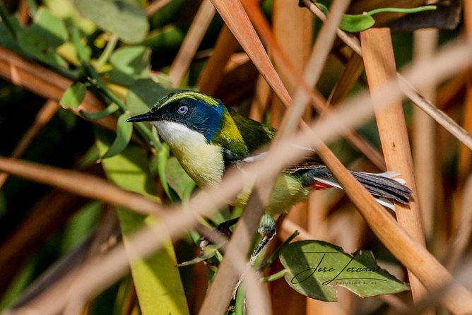 Birdwatching at Huacarpay Wetland in Cusco - Four hours among Cusco’s wetland birds