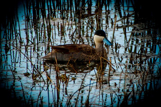 Birdwatching at Huacarpay Wetland in Cusco - Native birds and seasonal migrants