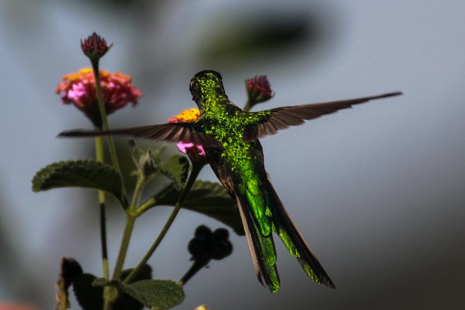 Birdwatching at Huacarpay Wetland in Cusco - What the bird list means for you