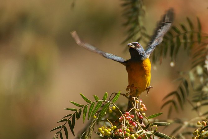 Birdwatching at Huacarpay Wetland in Cusco - Who will get the most from this outing