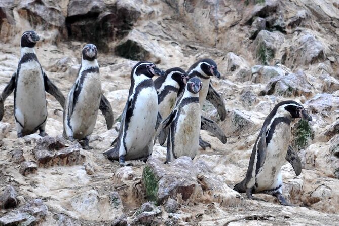 Boat Tour of the Ballestas Islands in Paracas - Why the Ballestas Islands make a worthwhile morning