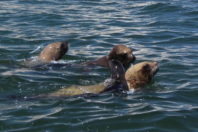 Boat Tour of the Ballestas Islands in Paracas - The ride back is part of the experience