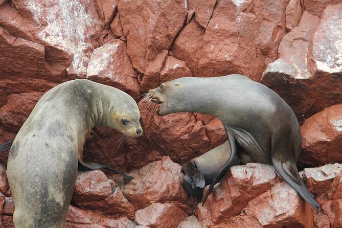 Boat Tour of the Ballestas Islands in Paracas - What the guide adds to a short trip
