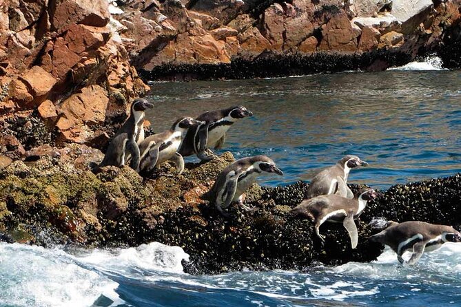 Boat Tour of the Ballestas Islands in Paracas - Starting from Paracas Explorer