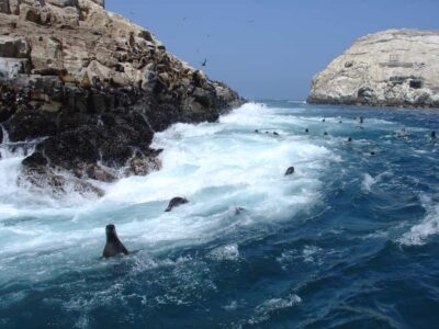 Callao: Swimming with Sea Lions Palomino Islands Boat Tour