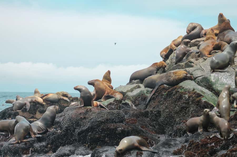 Callao: Swimming with Sea Lions Palomino Islands Boat Tour - Guides, safety, and the overall organization