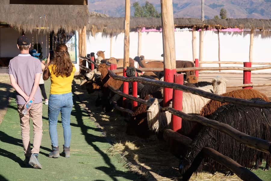 Camelid Center Visit in Cusco: Alpacas, Culture & Weaving - Key points to know before you go