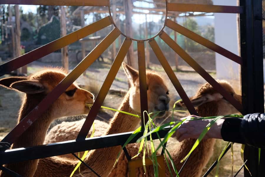 Camelid Center Visit in Cusco: Alpacas, Culture & Weaving - My booking advice
