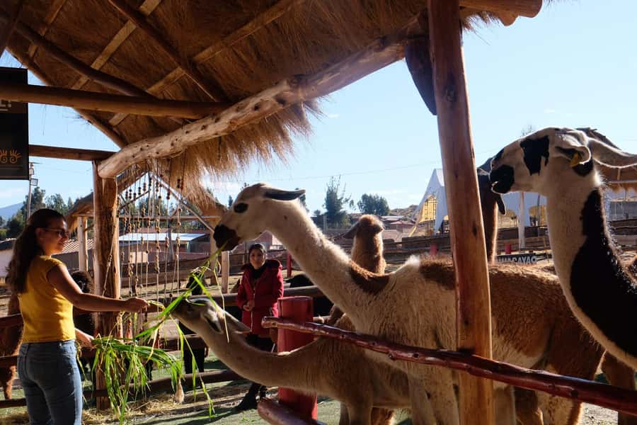 Camelid Center Visit in Cusco: Alpacas, Culture & Weaving - A short ride from Cusco to Huayllarcocha