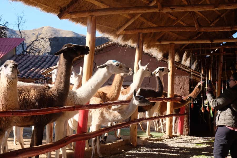 Camelid Center Visit in Cusco: Alpacas, Culture & Weaving - Why the weaving demonstration adds real value