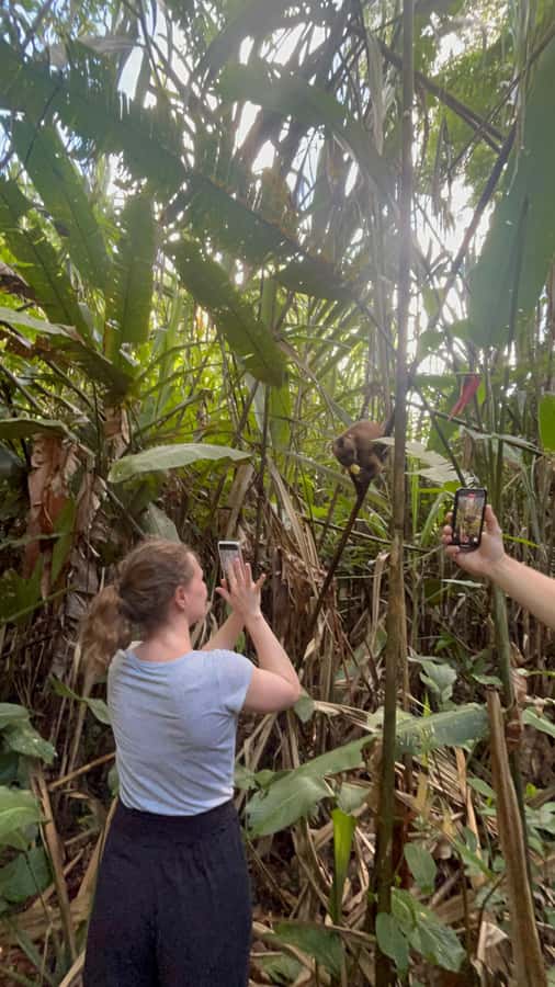 Canopy Tower, Zipline, Kayak, and Monkey Island … - Quick Points Before You Book