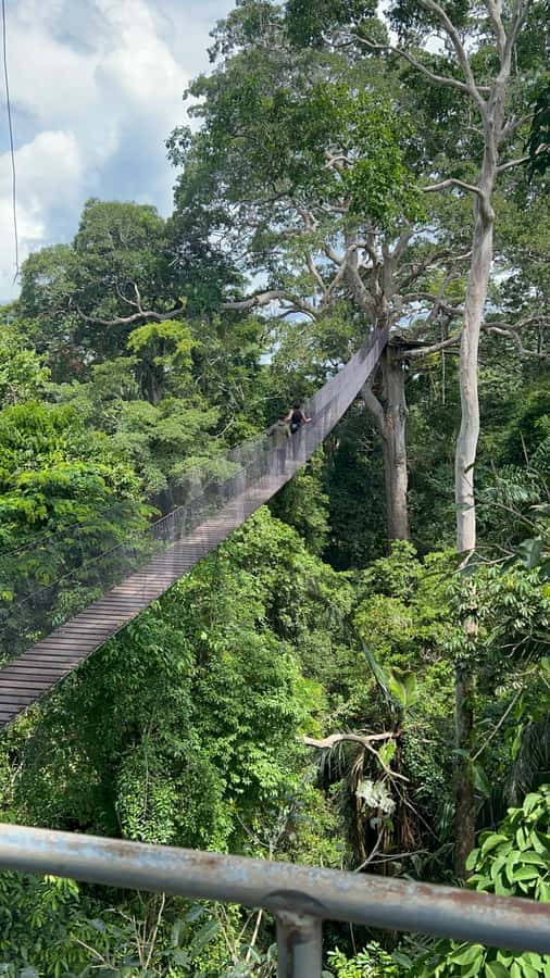 Canopy Tower, Zipline, Kayak, and Monkey Island … - Two 190-Meter Ziplines and a 100-Meter Bridge