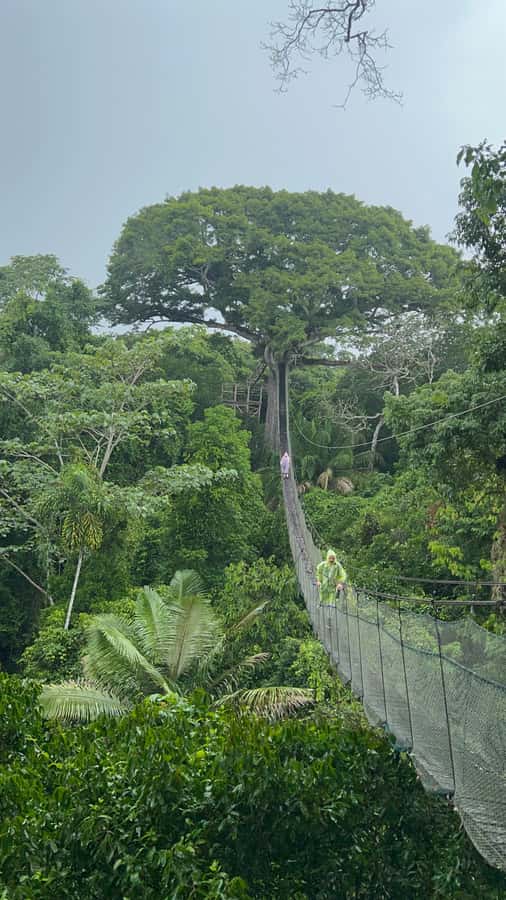 Canopy Tower, Zipline, Kayak, and Monkey Island … - Walking to the 35-Meter Canopy Tower