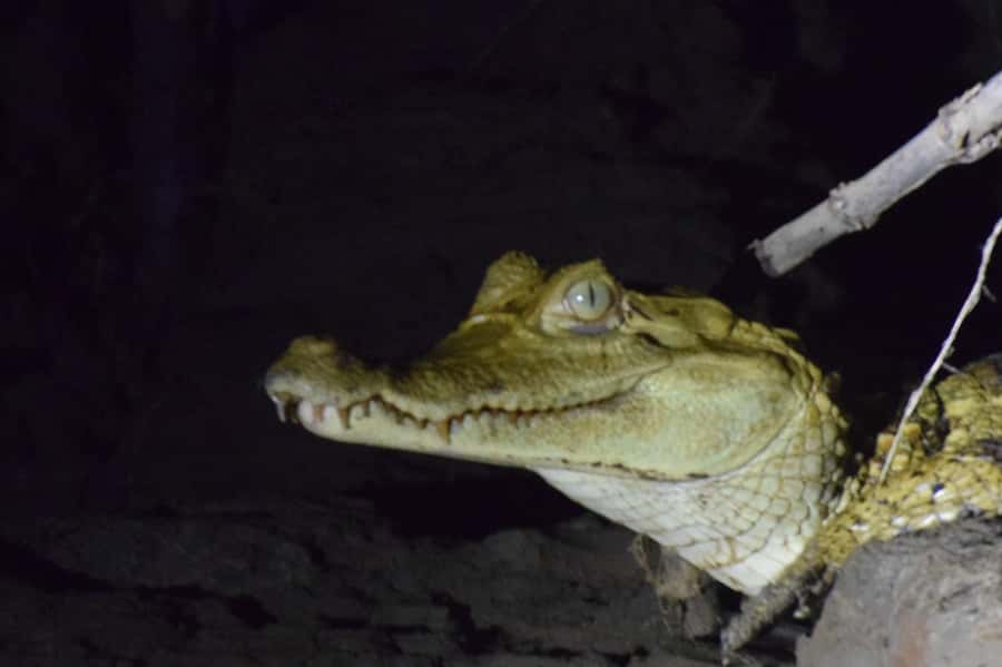 Capibara and caiman search on the Tambopata river - Searching for caimans, capybaras, and river wildlife