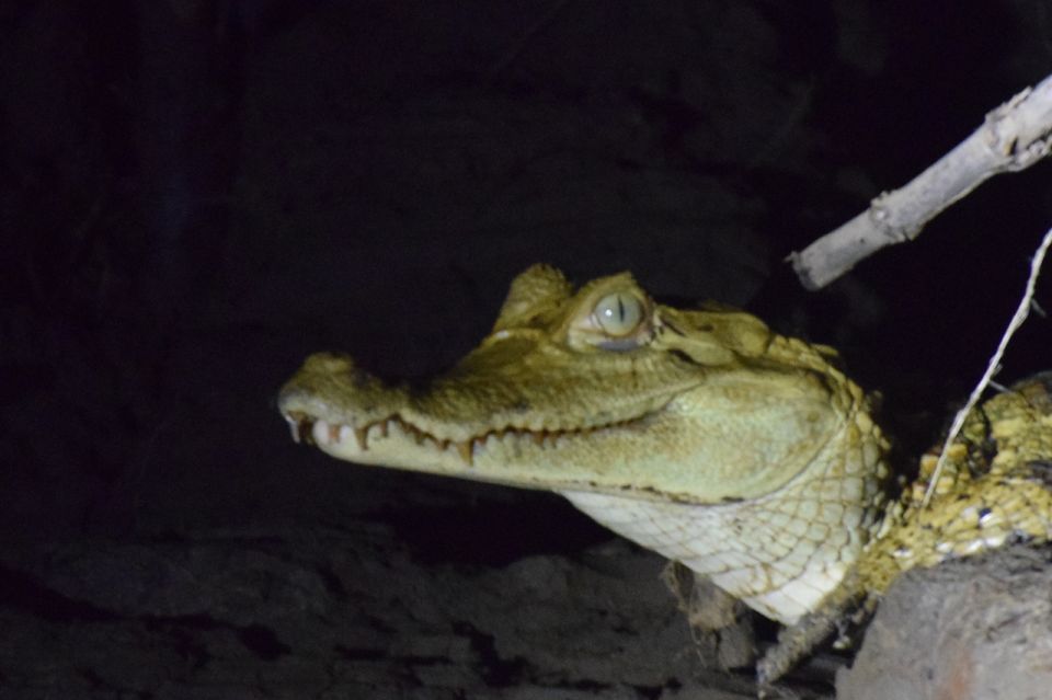 Capibara and caiman search on the Tambopata river - A possible beach walk during the dry season