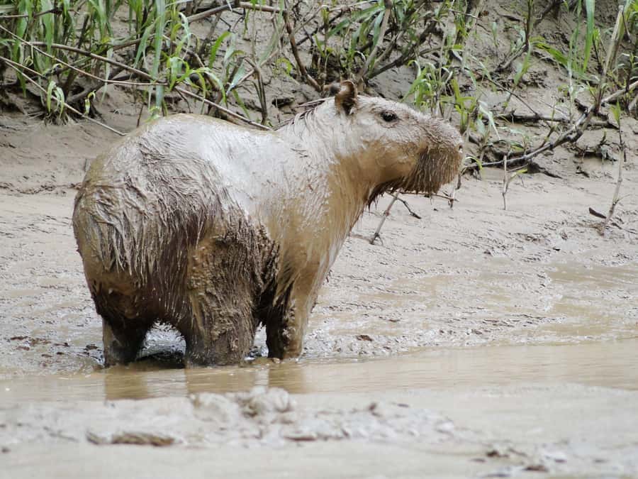 Capibara and caiman search on the Tambopata river - What the $55 price really covers