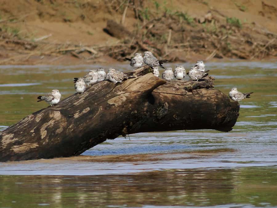 Capibara and caiman search on the Tambopata river - Guide quality and the human side of the trip