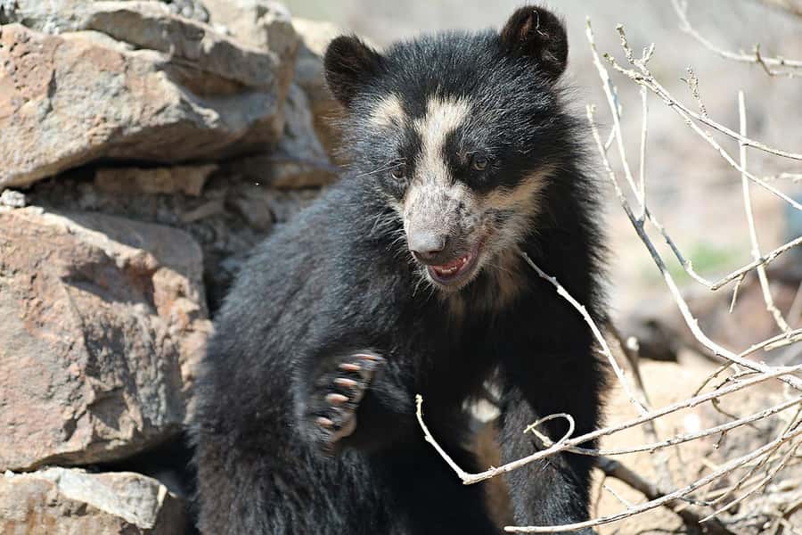 Chiclayo: Chaparri Ecological Reserve Tour - The Enchanted Garden and Cerro Chaparri
