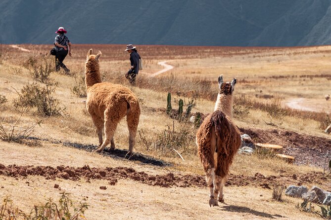 Chinchero, Moray & Maras Day Tour with Llama Picnic from Cusco - Is $214 a good value?