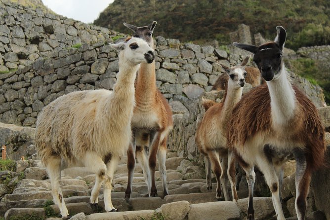 Classic Inca Trail Expedition to Machu Picchu 4D/3N - Day 4: Walking through the Sun Gate to Machu Picchu