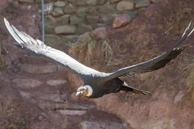 Cochahuasi Animal Sanctuary® Admission Ticket - Five things to know before visiting
