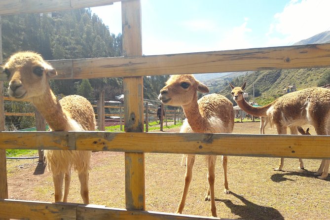 Cochahuasi Animal Sanctuary® Admission Ticket - Why Cochahuasi matters near Cusco