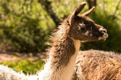 Cochahuasi Animal Sanctuary® Admission Ticket