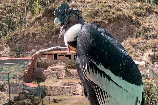 Cochahuasi Animal Sanctuary® Admission Ticket - Getting there from Cusco