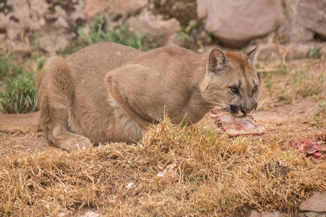 Cochahuasi Animal Sanctuary® Admission Ticket - Is the $10 ticket good value?