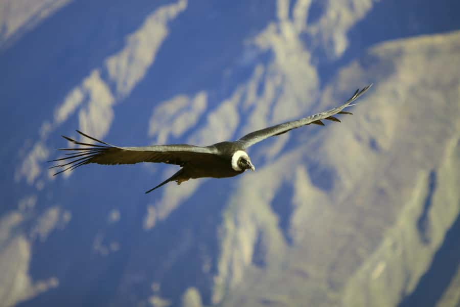 Colca Canyon: 2-Day Tour from Arequipa to Puno - Why this two-day route makes sense