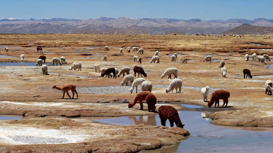 Colca Canyon: 2-Day Tour from Arequipa to Puno - Arriving at Lake Titicaca and Puno