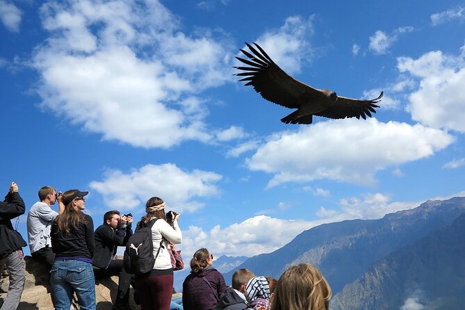Colca Canyon 2 days from Arequipa with final transfer to Puno - Day one: Arequipa, Patahuasi, and the high road to Chivay