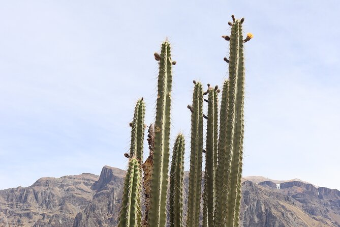 Colca Canyon Full Day Tour from Arequipa - La Calera hot springs and lunch in Chivay
