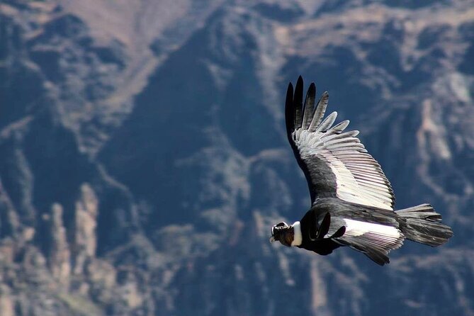 Colca Canyon Plus - Altitude, walking, and what to pack