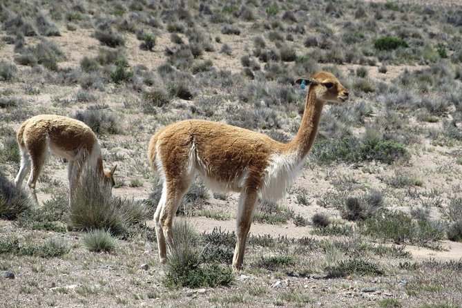 Colca Canyon Sightseeing Tour 2-Day 1-Night - La Calera hot springs and the optional evening