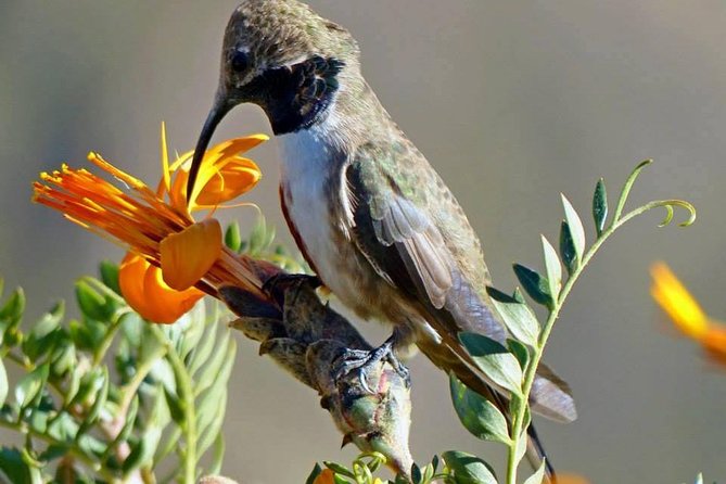 Colca Canyon Sightseeing Tour 2D1N and Transfer to Puno - Key points before you book