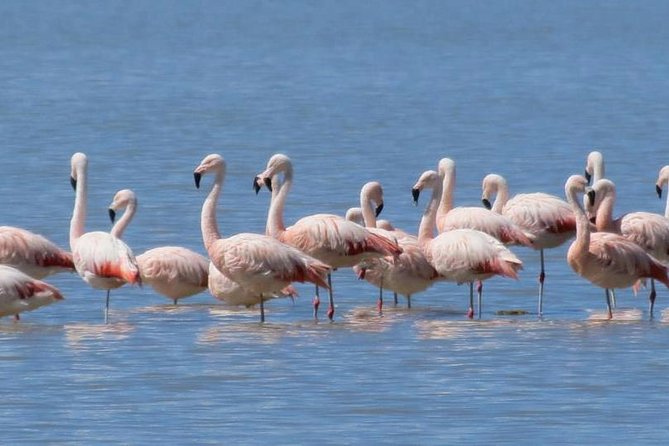 Colca Canyon Sightseeing Tour 2D1N and Transfer to Puno - Day two at Cruz del Condor