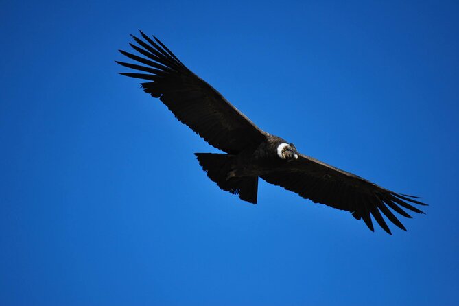 Colca Canyon Tour 2 Days - The return to Arequipa and what the schedule means