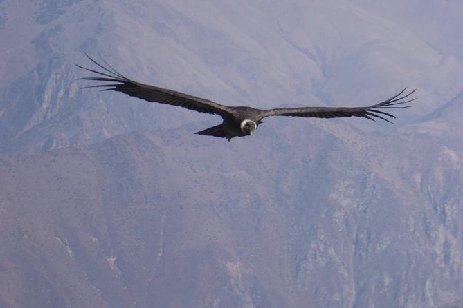 Colca Trek - 2 Days Tour - 3 a.m. departure and the road to Chivay