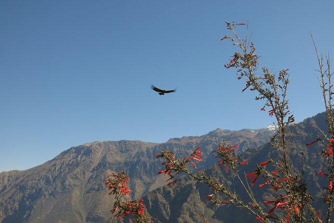 Colca Trek - 2 Days Tour - Chivay, La Calera, and the return drive